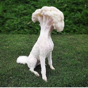 Meet your Posher, Lillian